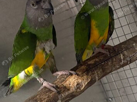 Proven Breeding pair of Senegal