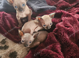 Adorable Kittens Looking for Loving Homes