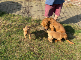 Red Labrador puppies for sale