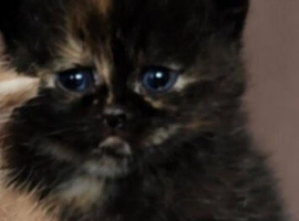 Black tortie male