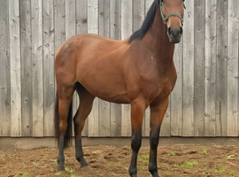Lovely big well bred gelding