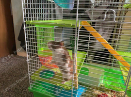8 month Syrian hamster