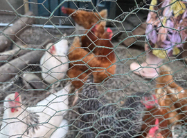 9 x hybrid laying hens