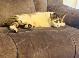 4 year old Neutered Male Cat