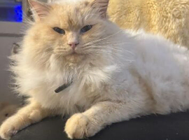 Ragdoll boy for rehoming