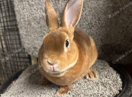 Mini Rex buck