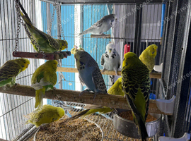 Tame Cockatiels
