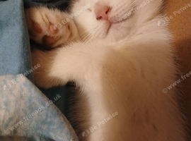 3 white kittens for sale