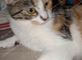 Calico Kitten pumpkin