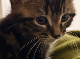 Male brown tabby and white Domestic Shorthair kitten