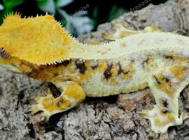 High lilly white male