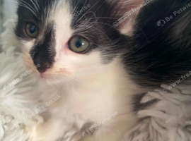 Beautiful kitten