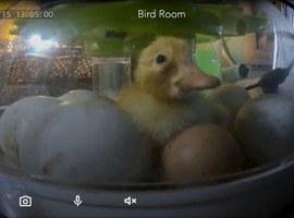 Cherry Valley Ducklings
