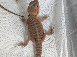 Last baby bearded dragon for sale in southeast London SE7