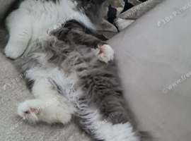 Missing Cat