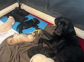 FIVE PUPPIES LEFT