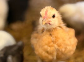 Mixed Breed Chicks For Sale