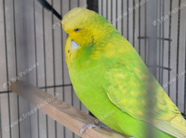Female & male budgies