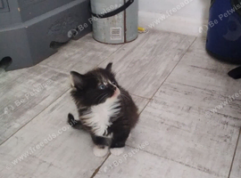 Stunning main coon cross