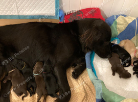 Flat coated x Golden retriever pups