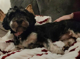 Professional Dog Walker, Sitter and Pet Groomer