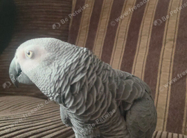 African grey