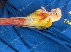 Beautiful DNA tested male conure
