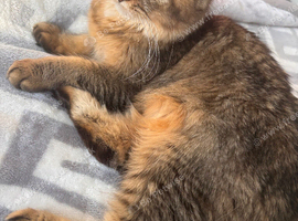 URGENT GIRL NEED LOVING HOME