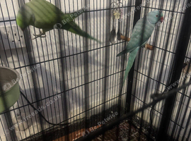 Green and Blue ring neck parrot for sale