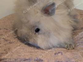 Baby lionhead bunnies