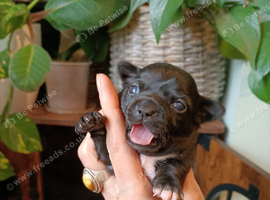 KC Chihuahua puppys