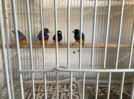 2 black headed males for sale