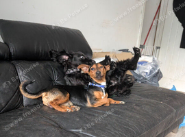 Dachshund cross jack russell