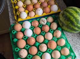 Farm yard mix HATCHING EGGS