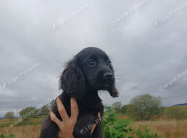 Black Cocker spaniel puppies kc reg parents.