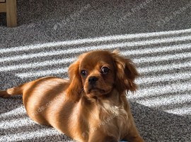 Male Cavalier for rehoming
