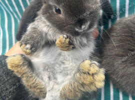 Baby lop bunnies