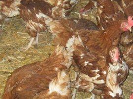 Rescued Chickens / Egg laying Hens &pound;6 each 5 for &pound;25