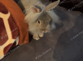 Male Lionhead