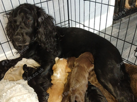 Stunning little working cocker spaniel boy