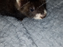 EU polecat kits