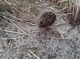 Male quails