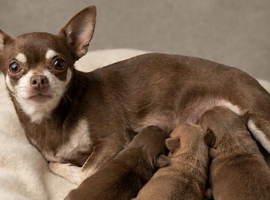 Tiny Chihuahua Puppies