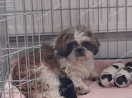 Kc registered shih tzu