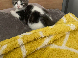 Four gorgeous kittens