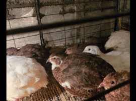 Adult quail male famele mix each &pound;2
