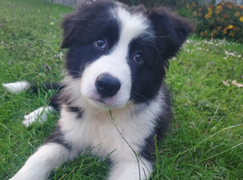 11 week old Male Border Collie Puppy