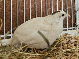 Beautiful white Chinese painted button quail Female