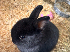 Dwarf rabbit