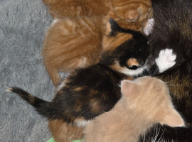 5 kittens